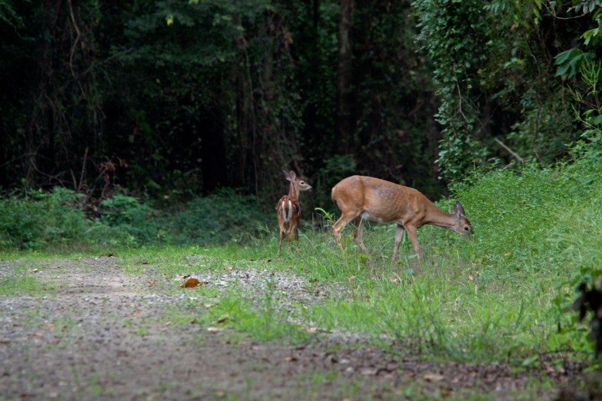 Photography (Getting Started)