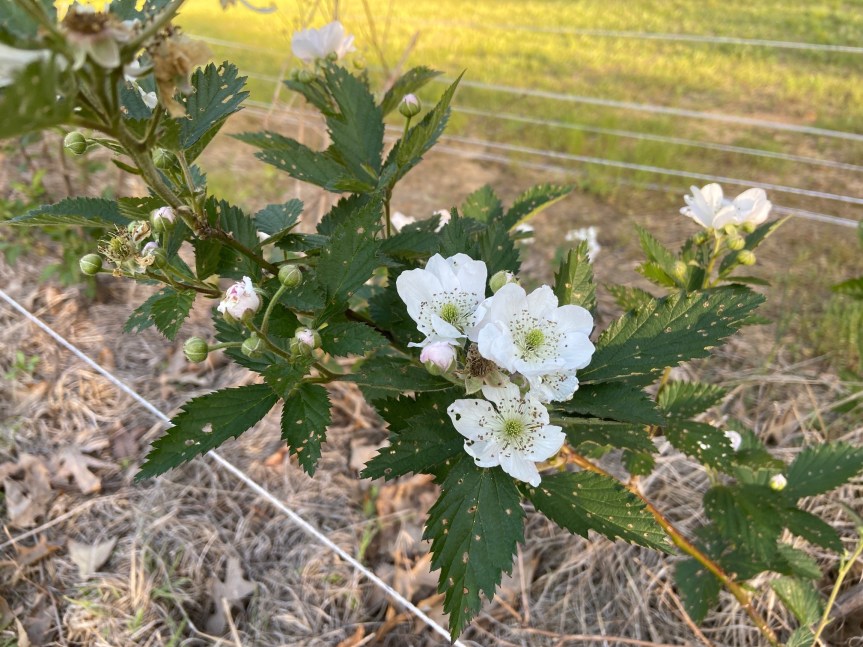 Blooming Blackberries
