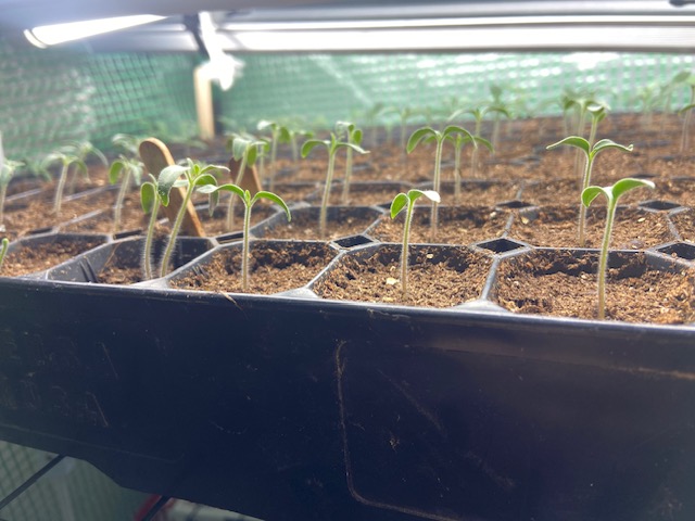 What Is Growing In My Garden –&nbsp;Peas