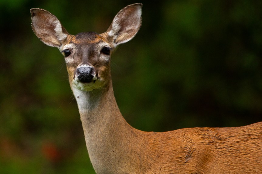 Backyard Office Deer