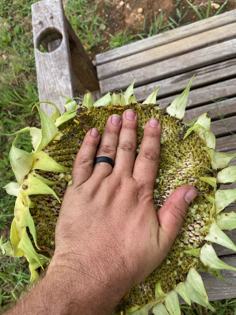 How Tall Did My Tallest Sunflower&nbsp;Get?