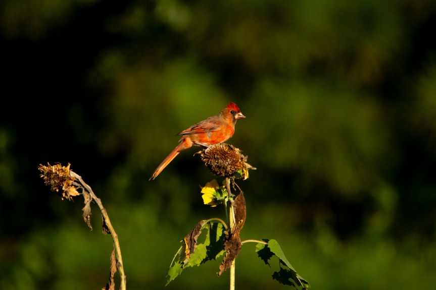 This Week – Starting:&nbsp;08/19/2024