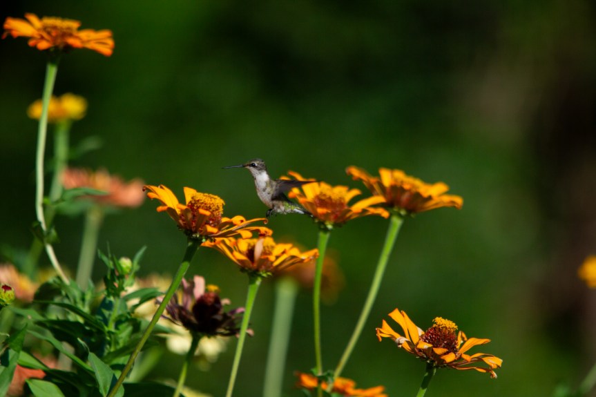 The Target: Hummingbirds