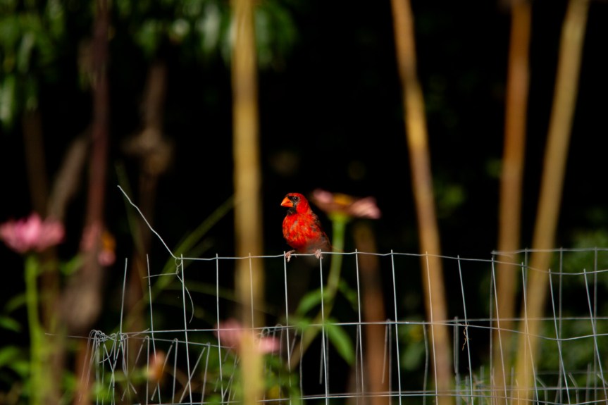 Birds, Bees, and&nbsp;Butterflies