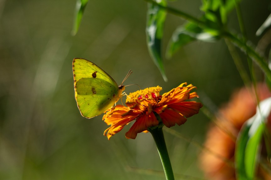 More Birds and&nbsp;Butterflies