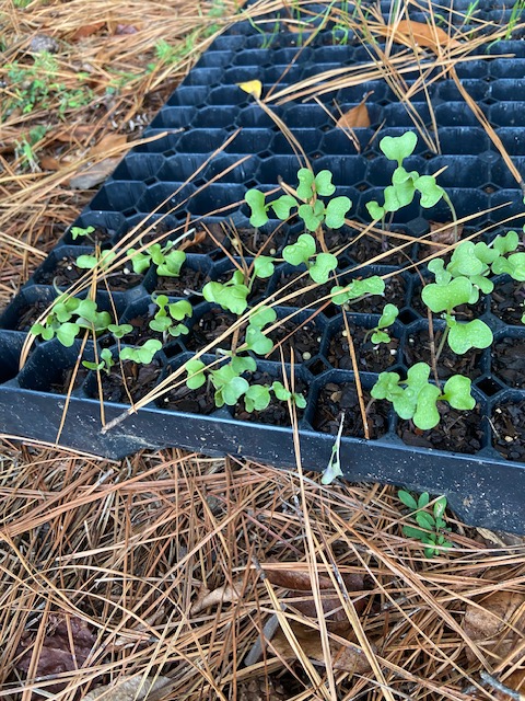 Seed Starting – Almost Messed&nbsp;Up